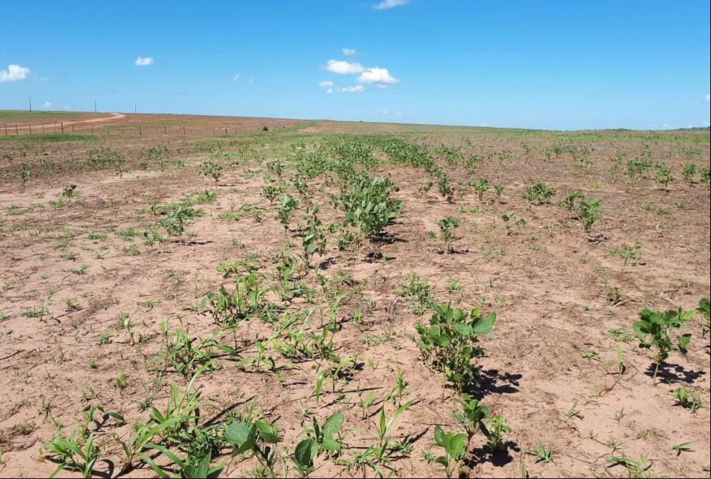 Período de vazio sanitário da soja começa neste domingo em Mato Grosso