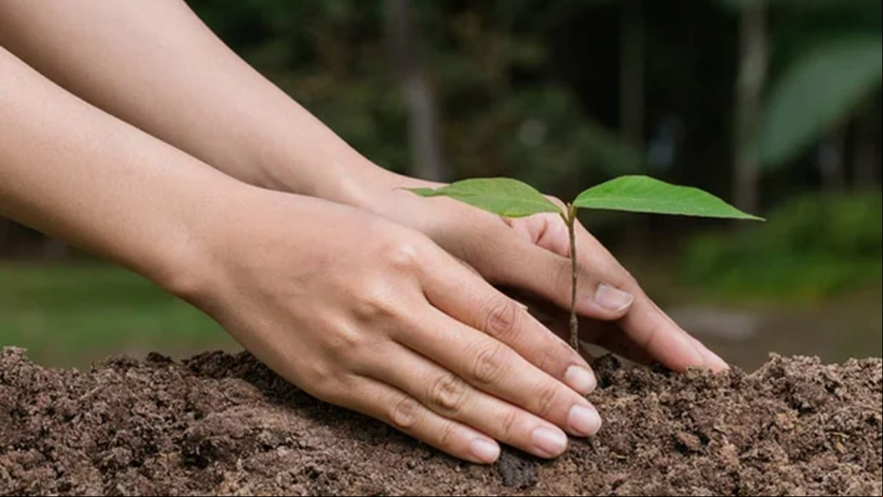 Unimed promove doação de mudas em celebração ao Dia do Meio Ambiente