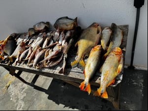 Pescador profissional que comercializava pescado irregular é preso em VG