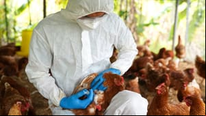 Exame descarta suspeita de gripe aviária em Mato Grosso e estado segue livre da doença