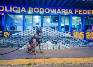 PRF encontra 400 kg de cocaína e 100 munições escondidos em caminhão