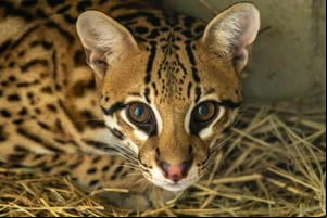Jaguatirica resgatada em queimada se adapta bem a Zoológico de SP após transferência