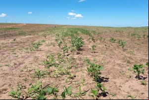 Período de vazio sanitário da soja começa neste domingo em Mato Grosso