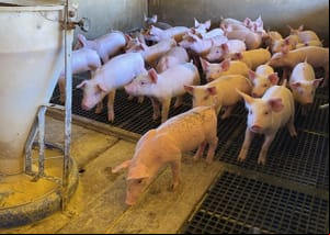 Acrismat e AgriHub iniciam Projeto Sementes da Inovação edição suinocultura