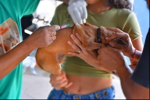 Vacinação contra raiva para cães e gatos começa nesta segunda-feira; veja horários
