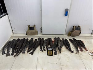 Polícia apreende mais de 100 kg de pescado ilegal escondido em plantação de mandioca